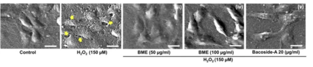 SEM images (Scale bar: 20 μm) showing the morphology of HT-22 cells pre-treated with BME and Bacoside-A in presence of oxidative stress.